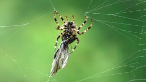 Паук. Угловатый крестовик и его жертва ( Araneus angulatus )