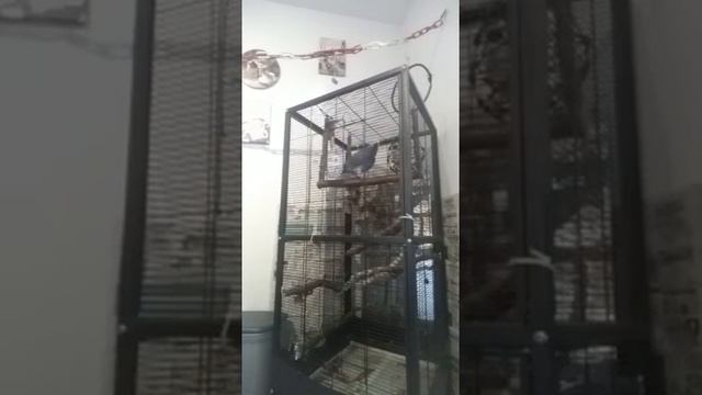 Жако или серый попугай разговаривает