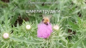 Bumblebees nd bells,workaholic