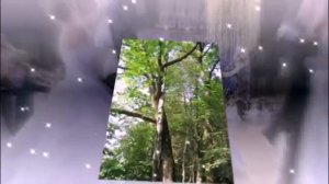 Дуб и берёза.  История любви