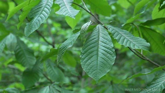 Melodías De Flauta Tibetanos • Elimina Estrés Y Ansiedad, Calmar La Mente • Conéctese Con El Alma