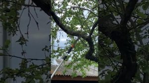 Ножовка садовая со штангой 5м телескоп. SKRAB 28154