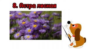 ФЛОРА ПРОТИВ ФАУНЫ?| Топ-20 растений, опасных для собак, которые точно растут у вас на даче ⚠️