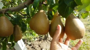 Груша Стрийськая