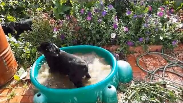 Щенки прямошерстного ретривера смотреть онлайн