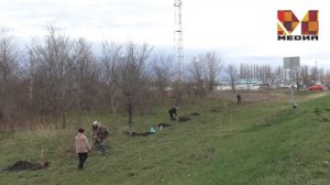 Курганинск - город тополей