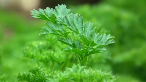 Как посадит вырастить петрушку дома петрушка в домашних условиях на подоконнике