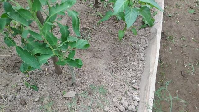 Как правильно формировать кусты томатов?Пасынкование,удаление листьев у томатов в теплице.
