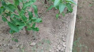 Как правильно формировать кусты томатов?Пасынкование,удаление листьев у томатов в теплице.