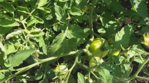 Томаты "Партнер"  или "Хупта"?