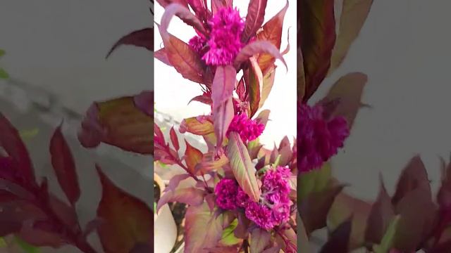 seetha jaada puvvu .. pink cockscomb celosia flowers