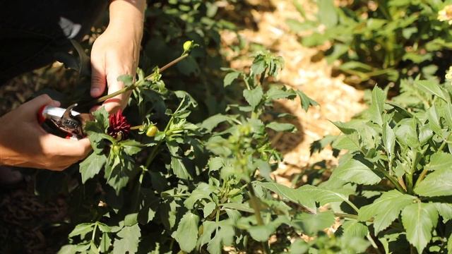 Pinching My Dahlias - Better Late Than Never!!! Growing Dahlias for Cut Flowers - Sunshine & Flora смотреть онлайн