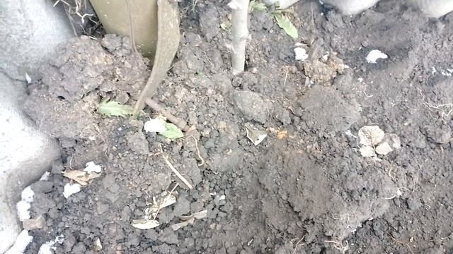 261 Защита жилья !!! колья осиновые!!! смотреть онлайн