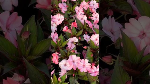 бабочка-колибри))#Красота #южнаякорея  #природа#бабочкаколибри#цветы