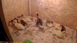 Поилка для утят своими руками