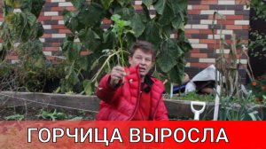 Почему я делаю так с горчицей, что лучше скосить или срезать плоскорезом или перекопать
