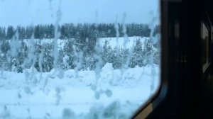 Blizzard - Sounds To sleep, Beautiful Natural Video of Pine Forest in Winter Covered With White Sno