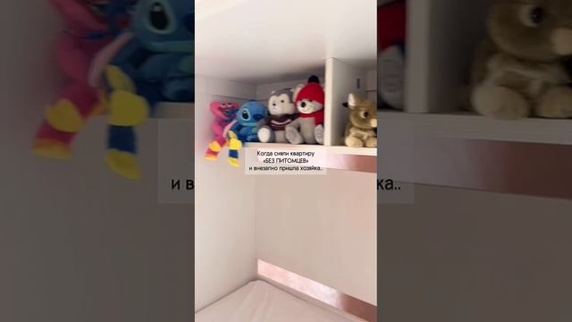 Когда сняли квартиру "Без питомцев" и внезапно пришла хозяйка..