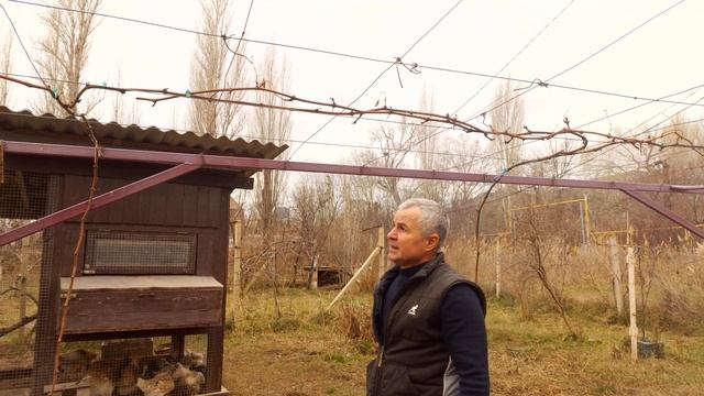 Формировка винограда на беседку смотреть онлайн