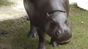 Кормление карликового бегемота в Московском зоопарке