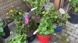 КОГДА ПЕРЕСАЖИВАТЬ КУПЛЕННЫЕ ГОРТЕНЗИИ? 28.04.23.