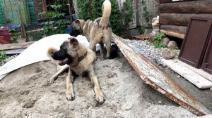 Волк в стае Волкодавов | Wolf and Wolfhounds | Нашел Волчонка | Логово Волчицы | Black Canadian Wol