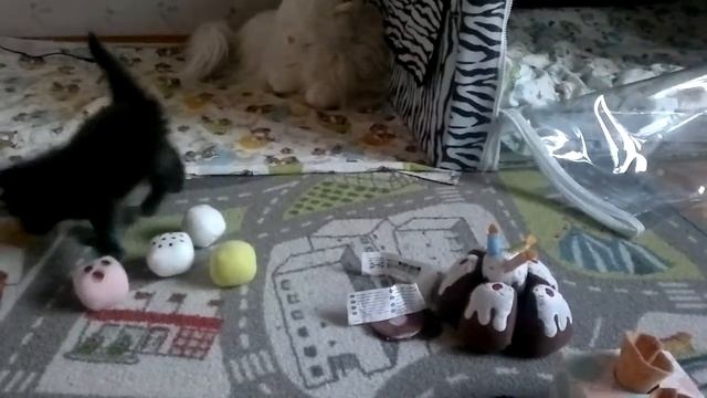 Черный котенок мейн-кун смотреть онлайн