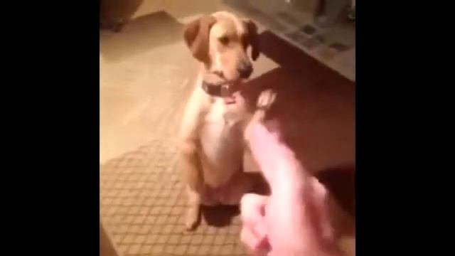Собака умирака. Собаку застрелили из пальца, собака подыграла и упала притворившись мёртвой