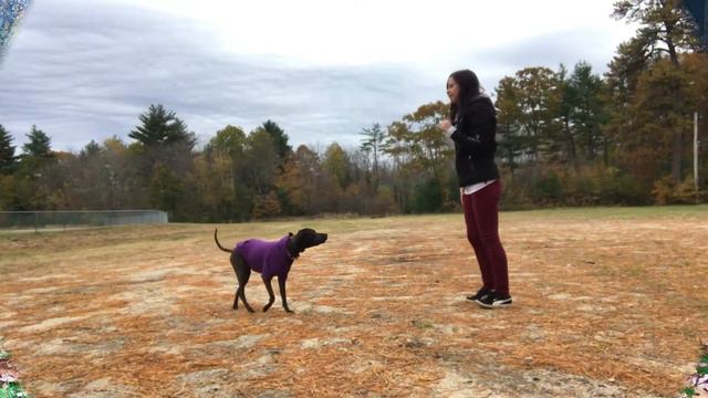 DAISY | Pit Bull Sharpei Mix | Small Dog Obedience | Incredible Dog | Off Leash K9 Training Maine смотреть онлайн