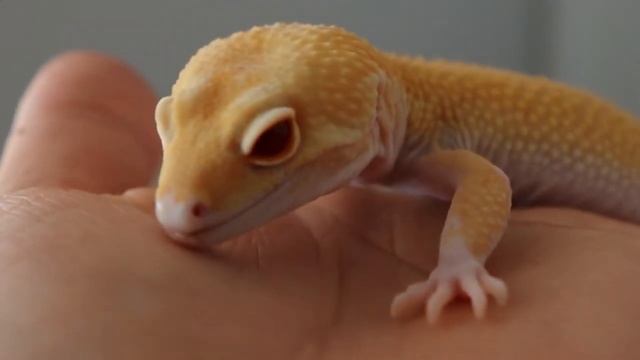 Знаешь ли ты? Обо всем на свете! смотреть онлайн