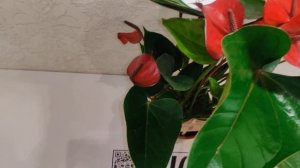 Цветы Вместе - Антуриум Дэко Ред Anthurium Deco Red 14/45