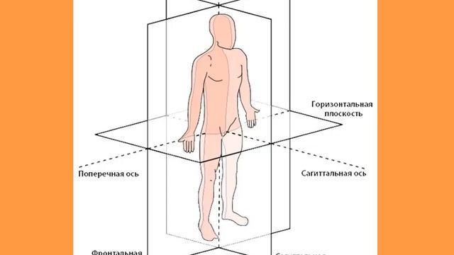 Оси и плоскости тела человека. Анатомия. Латинские термины.