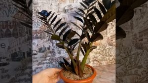 Замиокулькас Блэк Равен.mp4