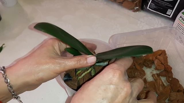 Посадка Орхидеи в Размере 1,7" | Phal. Wallet