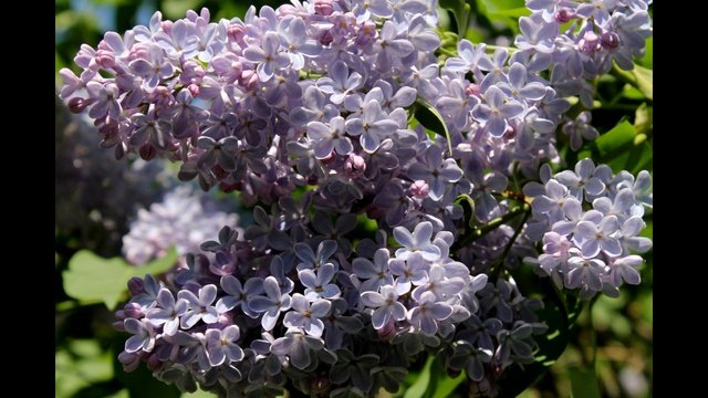 Коломенское   23.05.2015 г