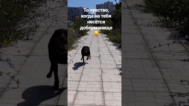 Цвергпинчер Василиса смотреть онлайн