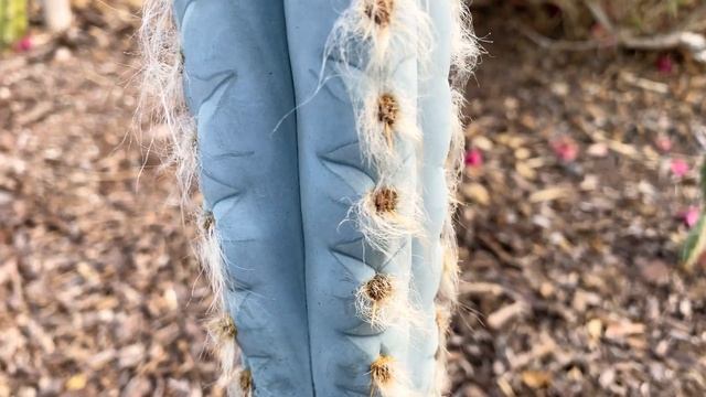 Pilosocereus Leucocephalus (Old Man Cactus) is Vibrant Blue and Grows White Hair смотреть онлайн