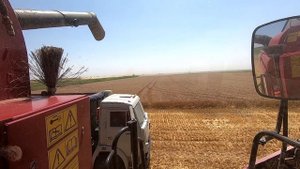 Уборка урожая 2021 Жара пыль и рисовые чеки