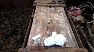 Выпадение кишки у поросенка. Пролапс у свиней