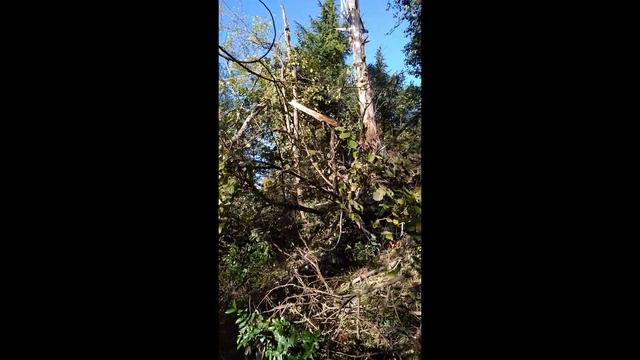 Спил сложных деревьев, эвкалипт с оттяжкой смотреть онлайн