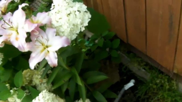 Цветы на Даче - Лилии мои наблюдения и выводы 2017 год смотреть онлайн