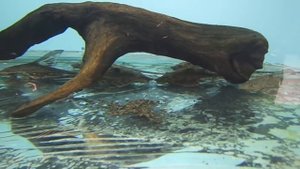 Нужен ли грунт в аквариуме с дискусами