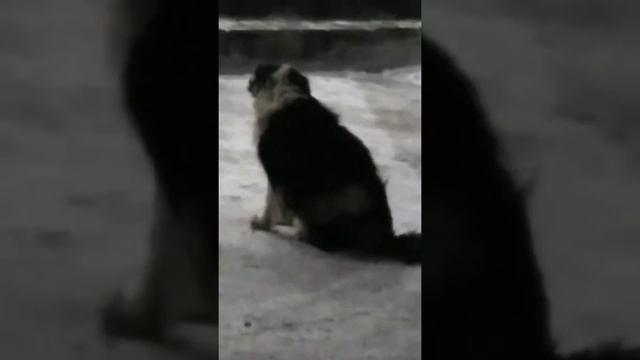 Собачья преданность смотреть онлайн