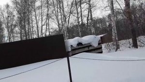 Использование грибных отработанных блоков в огороде.