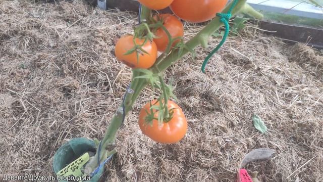 Томат Чероки Оранжевый тигр. Красивый желтый(оранжевый) помидор #томат #помидор #сорт #семена смотреть онлайн