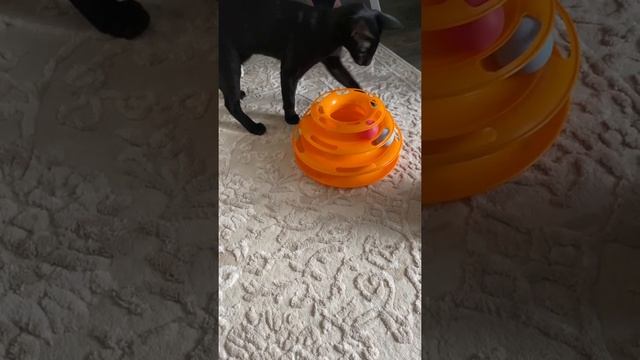 У котиков новое развлечение ??♀️Ориентальные коты