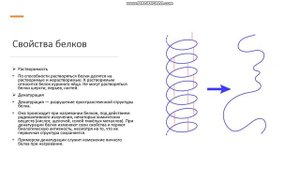 11 класс Белки Строение белков Свойства и функции белков