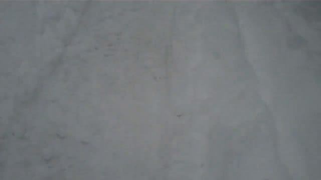 Scrappy is Ready to Find that Cat смотреть онлайн