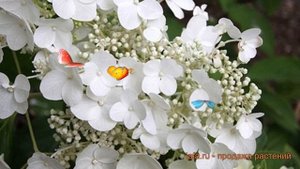 Гортензия метельчатая Прим Вайт (prim white) ? обзор: как сажать, саженцы гортензии Прим Вайт