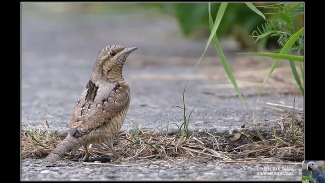 Голоса птиц: вертишейка. смотреть онлайн
